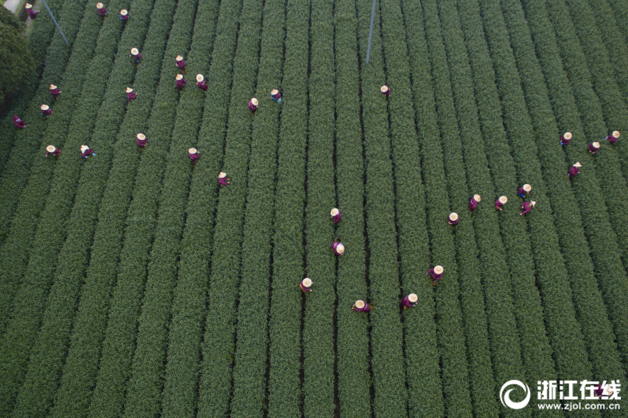 SHOP域名怎么那么贵_CN2服务器直播推流