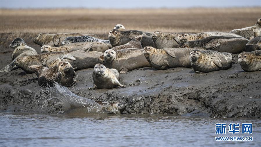 日本民众冒雨上街庆祝