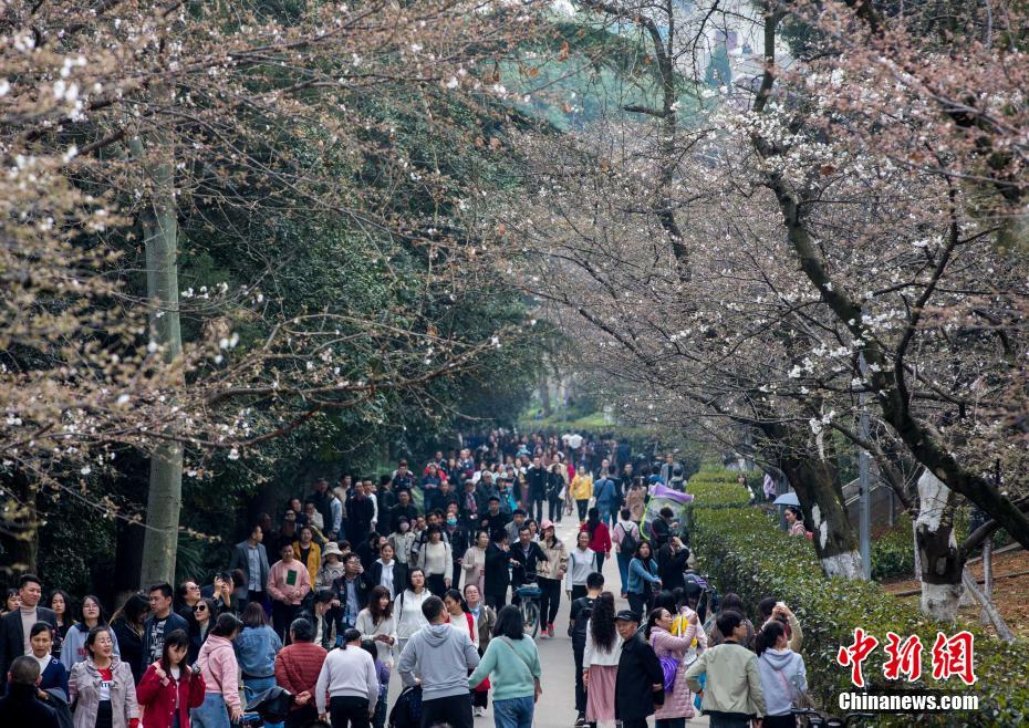 英国小学要搞“杀猪计划”_云服务器哪家好