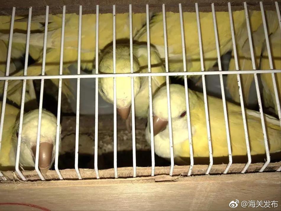 委内瑞拉政府:正在应对和挫败政变 现整体情况可控