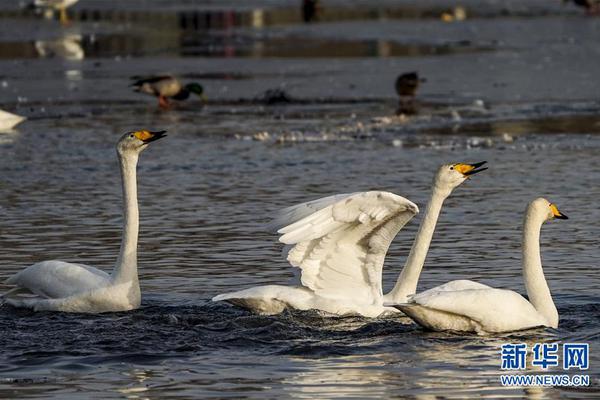 DNS设置选项_虚拟电脑