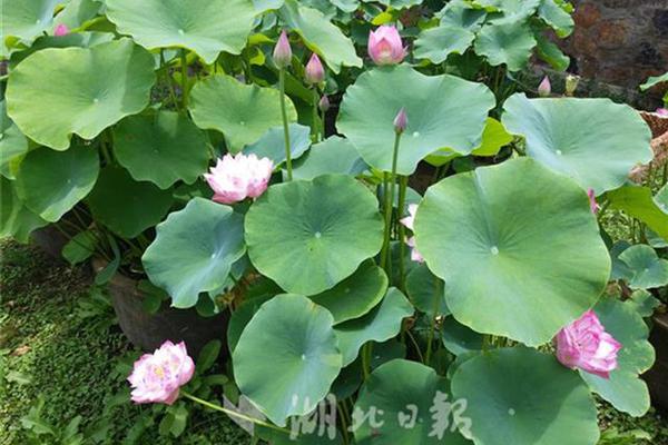 动态ip绑定域名_CN2 APP服务器