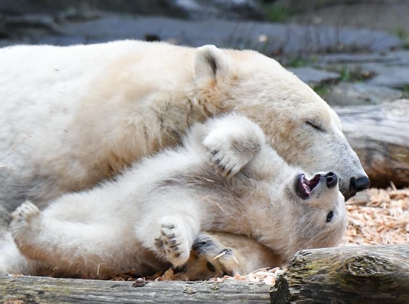 路边捡来的流浪狗交给女友，半个月后，小狗狗被宠上了天_9929高防服务器