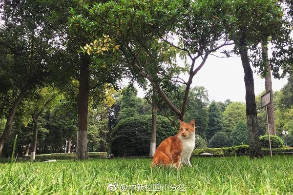 三一重工一季度卖了200亿 挖掘机神话带动行业回暖_直播云服务器