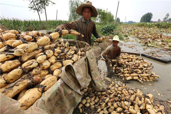 苍井空诞双胞胎升级当妈老公报喜_9929 KVM虚拟化