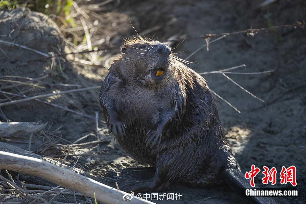 那些梦的代价——伍兹VS李昊桐