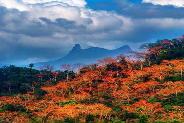 今年至少1亿人拥有电子社保卡