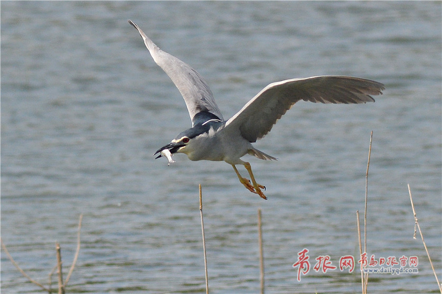 加拿大洪灾致街道变汪洋 民众划船撤离_9929 MTR测试