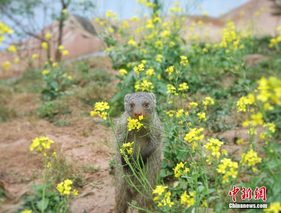 男警察卧底“美女窝”,被要求每天最少交十个男友_挂机宝CN2