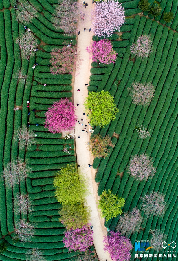 .COM域名