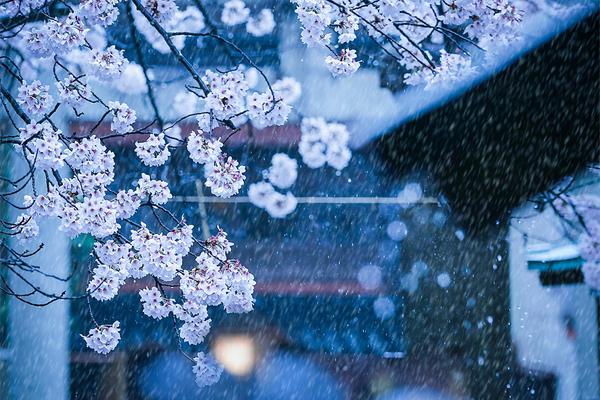 一组数据拉响申花“全面警报” 三大问题待“花帅”解决_9929靠谱吗