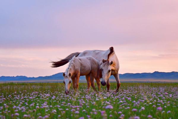 .XYZ域名