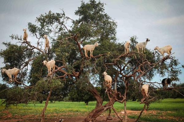 .RED域名_云服务器4核8G
