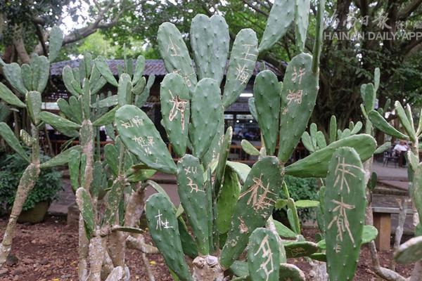 .SHOP域名