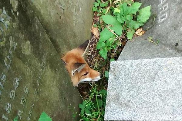 RED是国际域名吗_9929评测